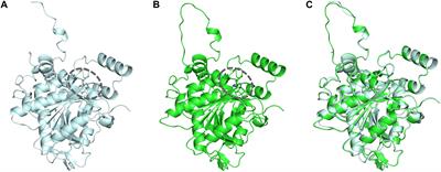 Engineering of Aeromonas caviae Polyhydroxyalkanoate Synthase Through Site-Directed Mutagenesis for Enhanced Polymerization of the 3-Hydroxyhexanoate Unit